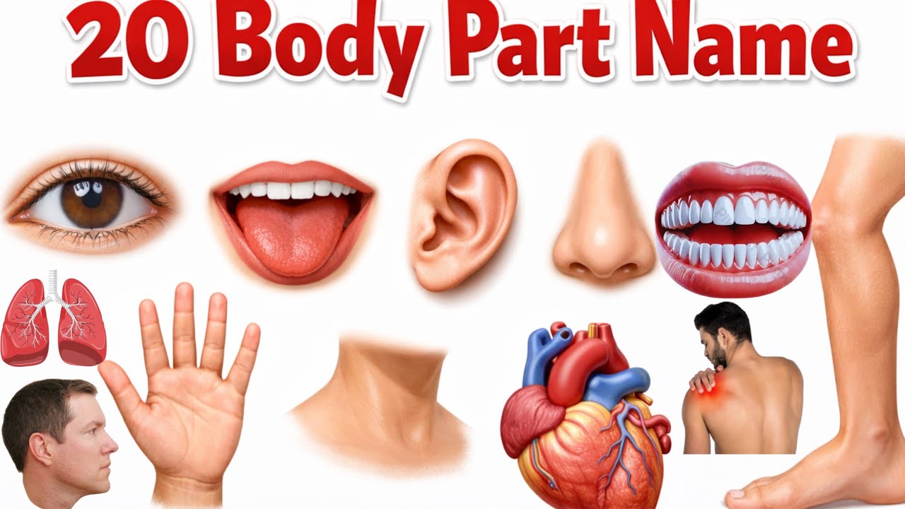 शरीर के अंग सीखें बच्चों के लिए | Learn 20 Body Parts Names for Kids | Body Parts with Pictures