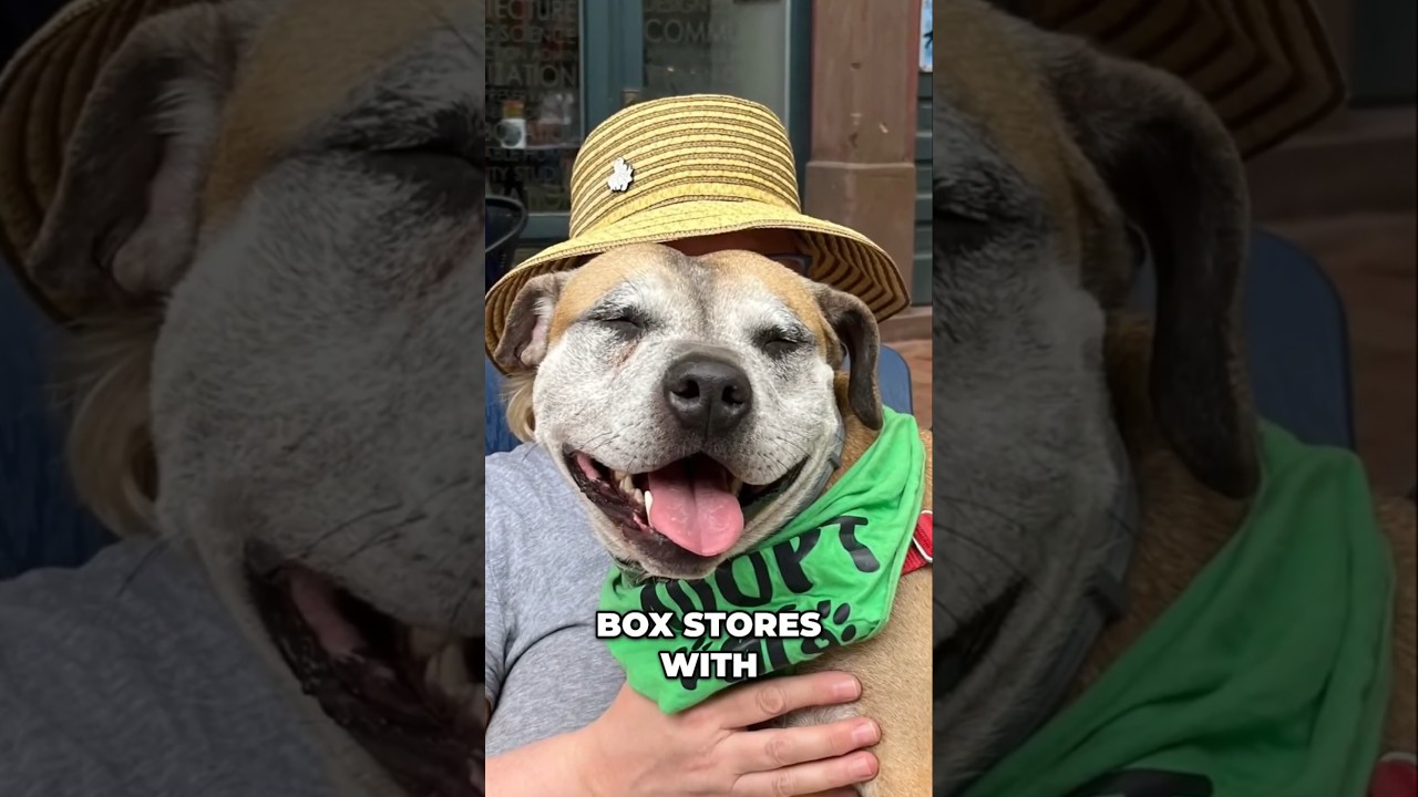 Mama Cass Finds Her Forever Home  Heartwarming Adoption Journey