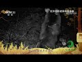 《秘境之眼》 黑熊 20231016| CCTV
