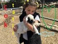 bebek kuzular büyümüş eğlenceli çocuk videosu vlog