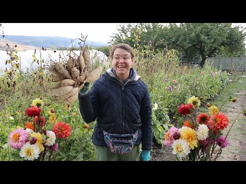 Video: Dahlia Figaro: vokser fra frø, funksjoner og anmeldelser