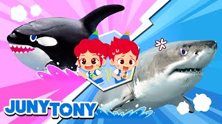 animal rematch who will win ocean adventure more songs kids