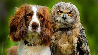 НЕВЕРОЯТНАЯ ДРУЖБА ЖИВОТНЫХ. РЕАЛЬНЫЕ ПРИМЕРЫ ТОГО, ЧТО ЖИВОТНЫЕ УМЕЮТ ДРУЖИТЬ ЛУЧШЕ ЛЮДЕЙ! НЕВЕРОЯТНАЯ ДРУЖБА ЖИВОТНЫХ. РЕАЛЬНЫЕ ПРИМЕРЫ ТОГО, ЧТО ЖИВОТНЫЕ УМЕЮТ ДРУЖИТЬ ЛУЧШЕ ЛЮДЕЙ!