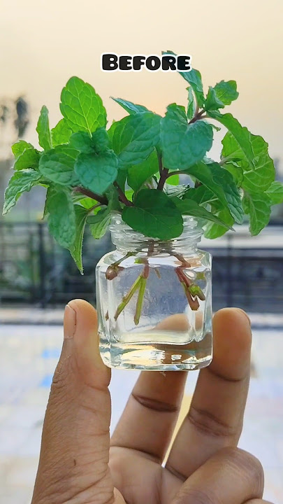 Let's grow mint in water 🌱/#shorts  #ytshorts #mint #garden #gardening