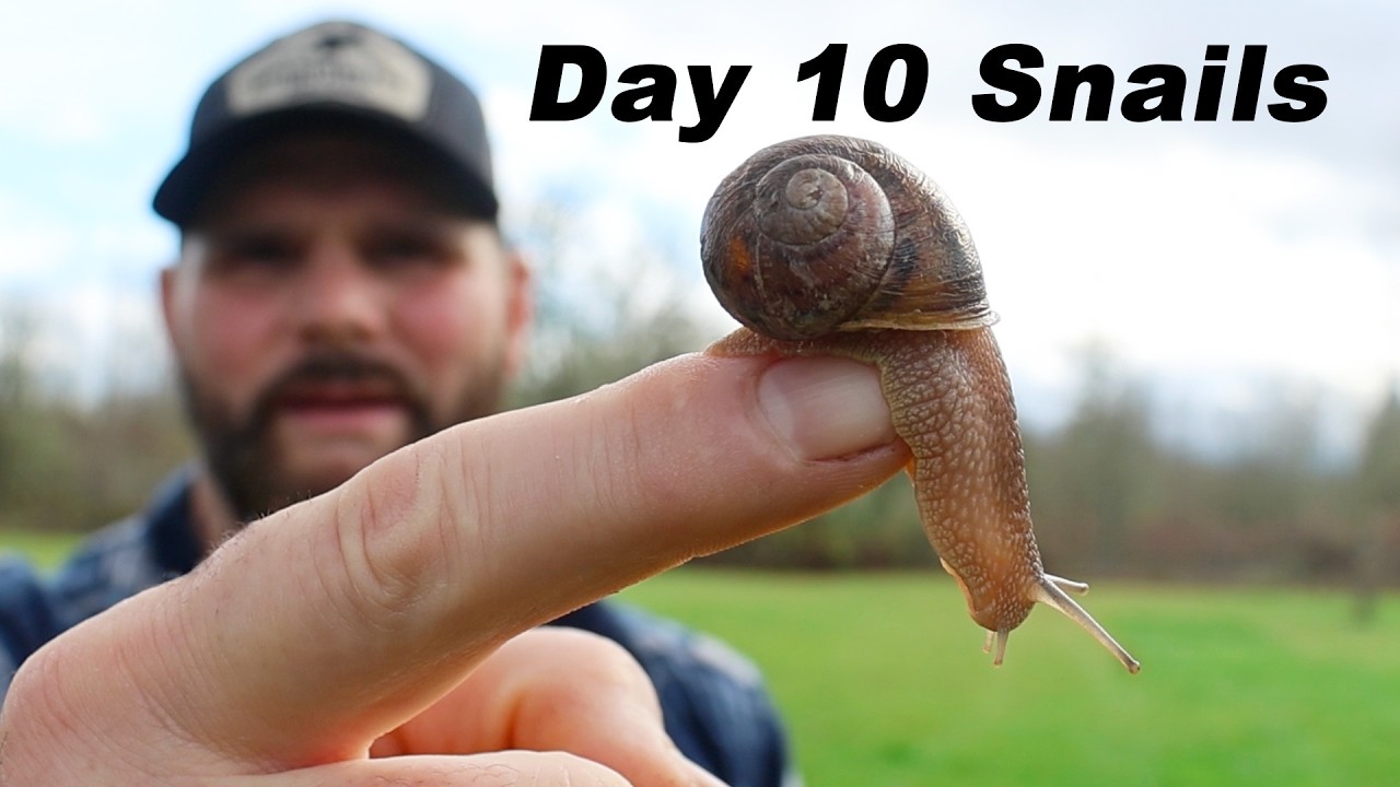 SNAILS For Food - 100% Homegrown Food Challenge Day 10/31. Shawn Woods. How To Raise Escargot.