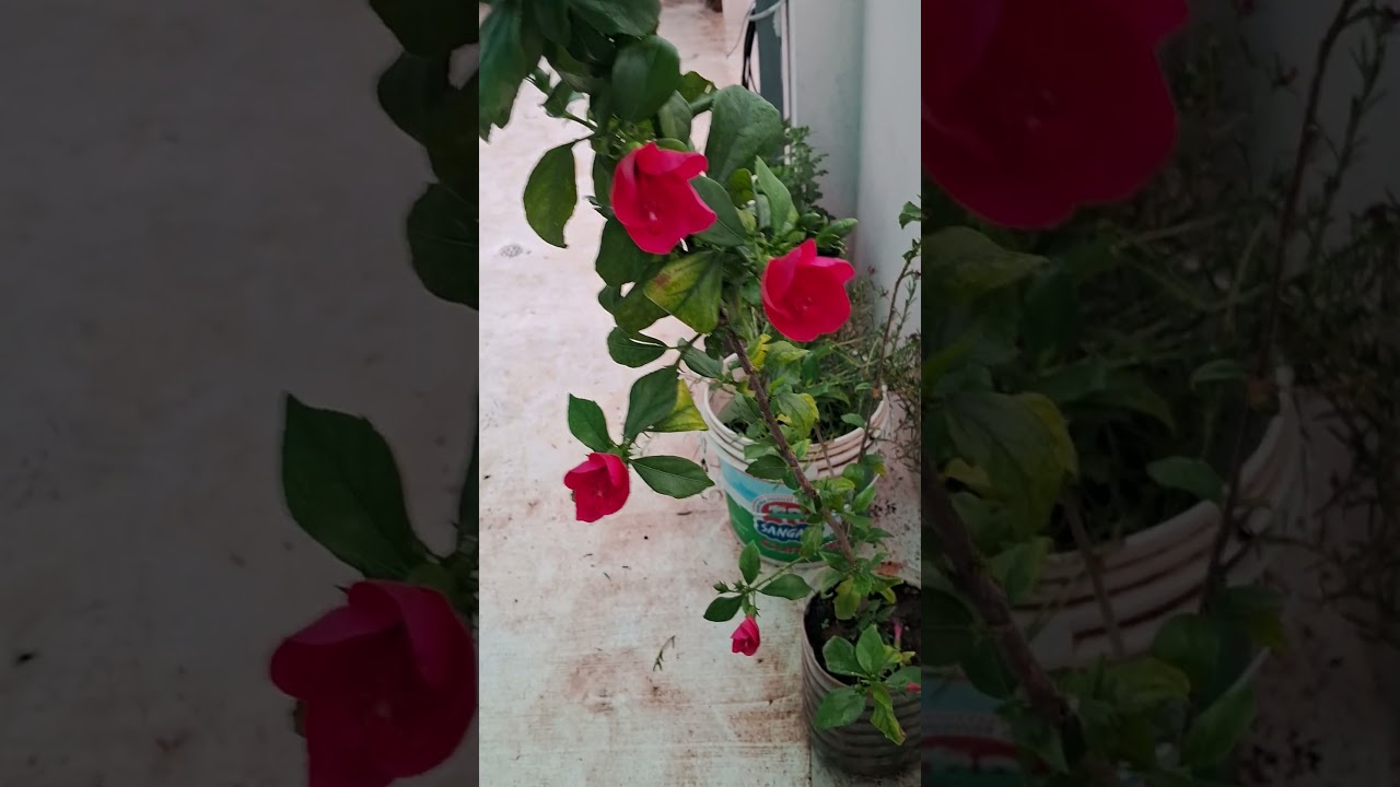 Today flowers in my garden # mog vibes #