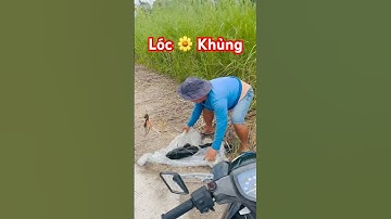 🎉 Câu được Cá Lóc Bông khủng ở U Minh Thượng 📺 Miền Tây TV #fishing #channafish @giaheoupdate