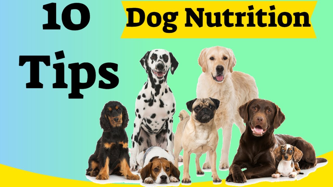 10-things-dog-owners-must-know-about-their-nutrition-youtube