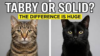 Tabby or Solid: 17 Differences Nobody Talks About!