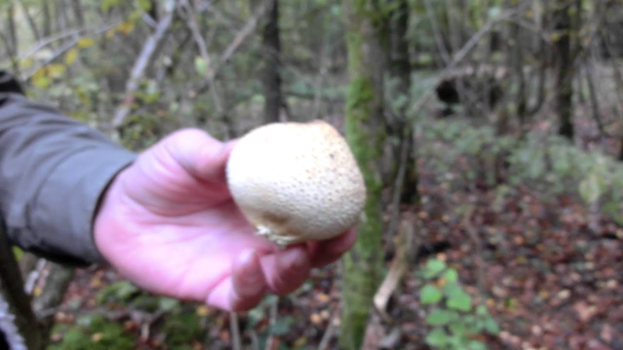 2013 10 20 Vessedeloup YouTube 2013 10 20 Vessedeloup YouTube