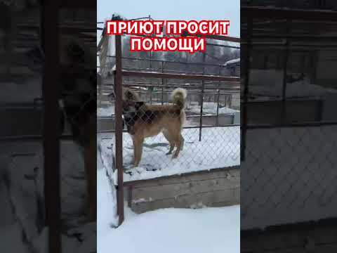 Видео: День чудесный