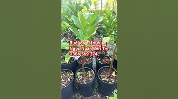 Cây Bưởi đỏ Tiến Vua | 0386569374 - Ngọc Ngân Bến Tre | Chuyên cây độc lạ