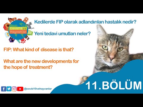 Video: Yeni Kedi Virüsleri Tanımlandı, Kanserle Olası Bağlantısı