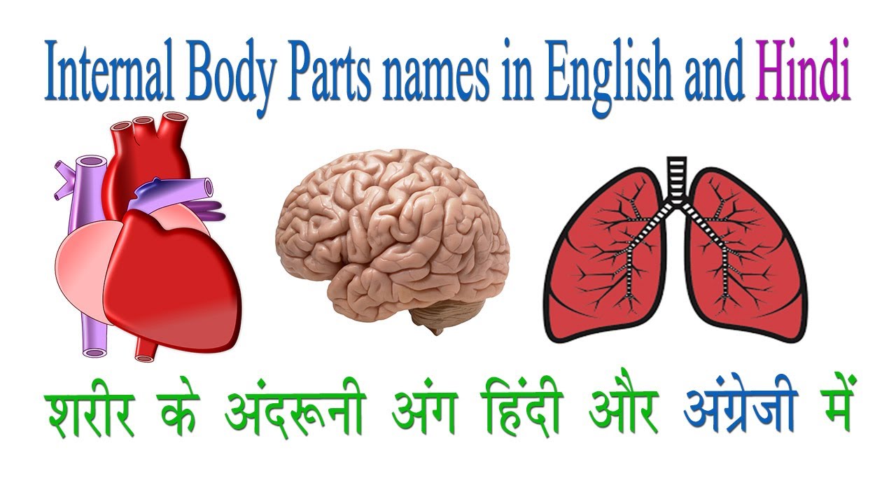 Internal parts. Organs in English. Learn Internal Organs. Word Bank English Internal Organs.