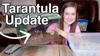 Tarantula Feeding Update & Roach Breeding