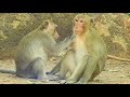 New King Aron Show His Power In Group, Monkey Do Something Of Sweet Love