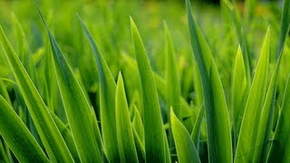 GRASS SIMULATOR 2013!