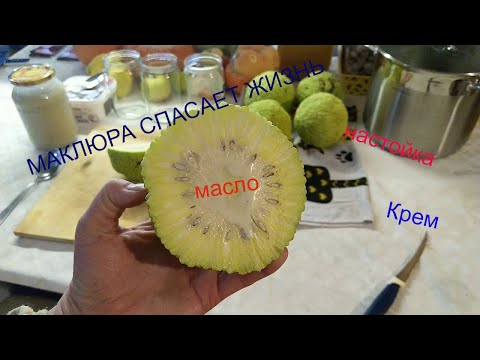 Video: Maclura. How To Grow An 