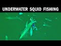 Underwater Squid Fishing Footage (Puget Sound Sea Life)