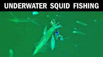 Underwater Squid Fishing Footage (Puget Sound Sea Life)