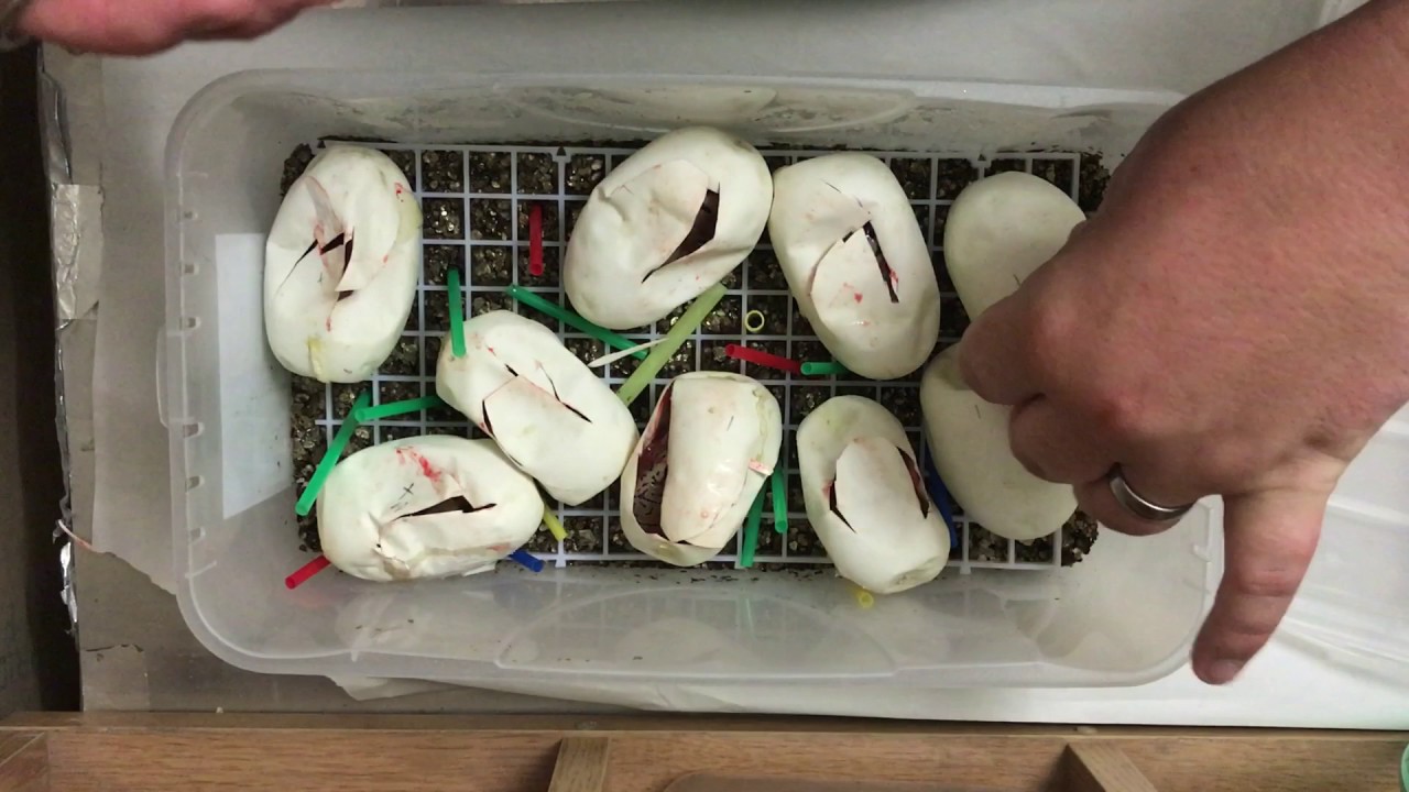 camera iphone 8 plus apk Who's ya daddy ball python egg cutting 😀
