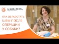 🐕 Как правильно обрабатывать послеоперационные швы у собаки? Как обрабатывать швы у собаки. 18+