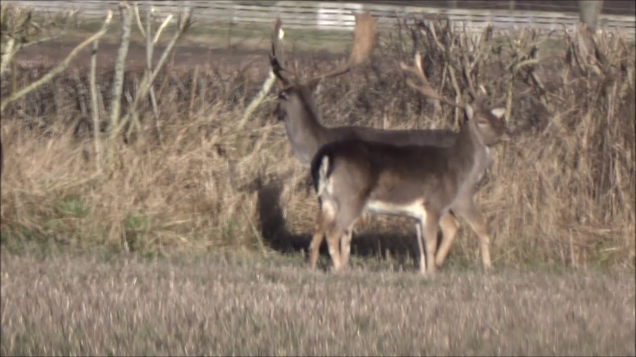 Dådyr, hjorte. / Fallow deer, bucks.