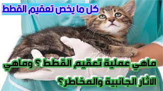 ما هي عملية تعقيم القطط وماهي الاثار الجانبية والمخاطر للقطط / What is the sterilization process