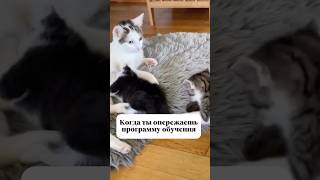 ТГ: layla_winx #гипнокоуч #гипнолог #гипнотерапия #гипнологонлайн #гипноз #транс #гипнозонлайн