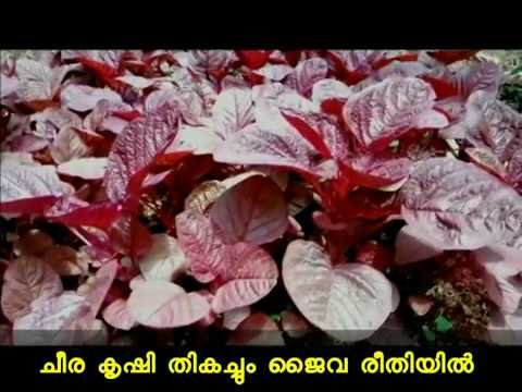 Video ചീര എളുപ്പത്തിൽ കൃഷി ചെയ്യാം How to Grow Spinach in... - youtube