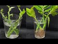 How to grow Devil&#39;s Backbone / Pedilanthus Plant from cutting in water