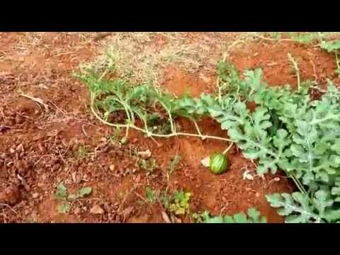 Video: Trattare l'antracnosi dell'anguria - Come gestire l'antracnosi delle angurie