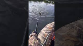 Catching Dinner Plate Sized Bream While Carp Fishing