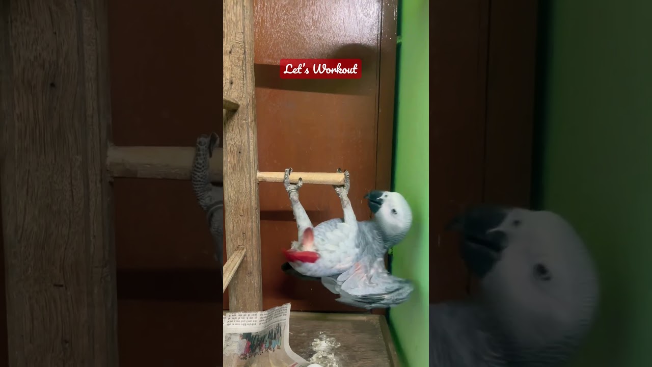 Kuku Let’s Workout 