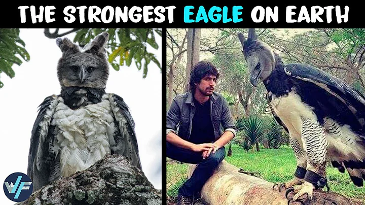 Discover the Mighty Harpy Eagle - The Strongest Eagle on Earth