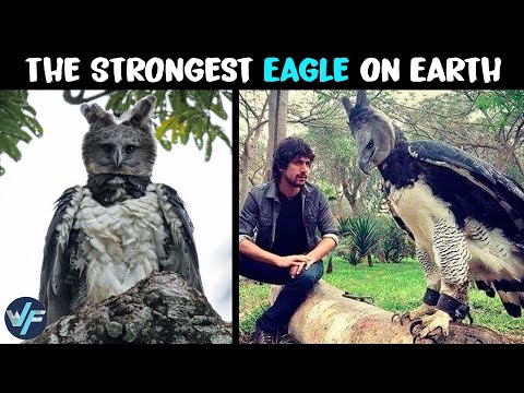 Today's bird, the Harpy Eagle. One of the largest raptors, whose unusually  short wings allow it to navigate jungle treetops with ease :  r/HeroForgeMinis