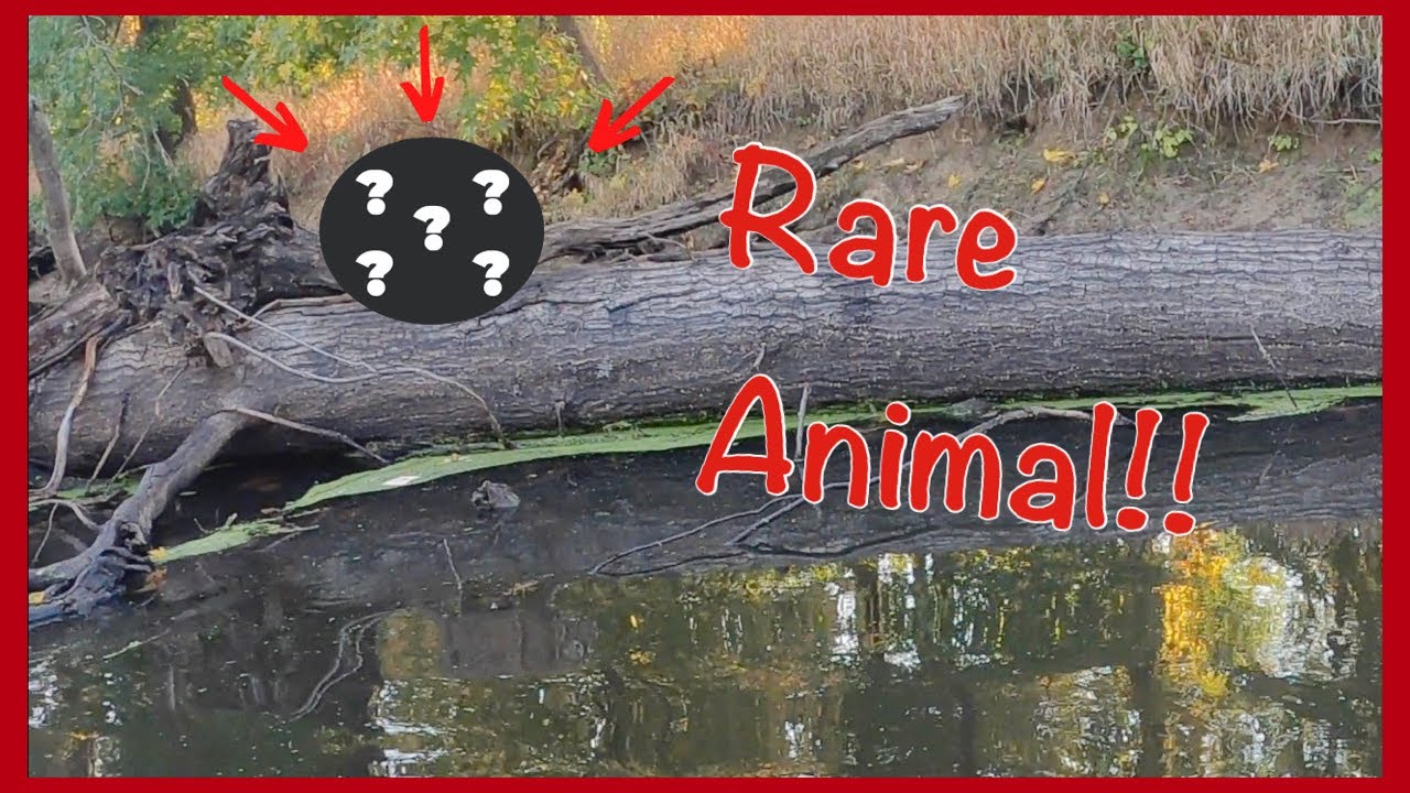 Fishing the Passaic River in North Jersey (Rare Animal Sighting!)