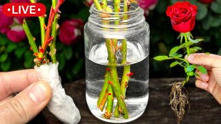 All about How to Reproduce and Grow ROSES from Cuttings