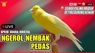 KENARI GACOR PANJANG SUARA JERNIH CUIT-CUIT MERDU PANCINGAN KENARI PAUD - MACET PASTI NYAUT GACOR