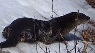 Raw: Otter Orphan Released Back Into Wild