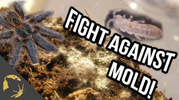 How To Prevent Mold In Tarantula Enclosure
