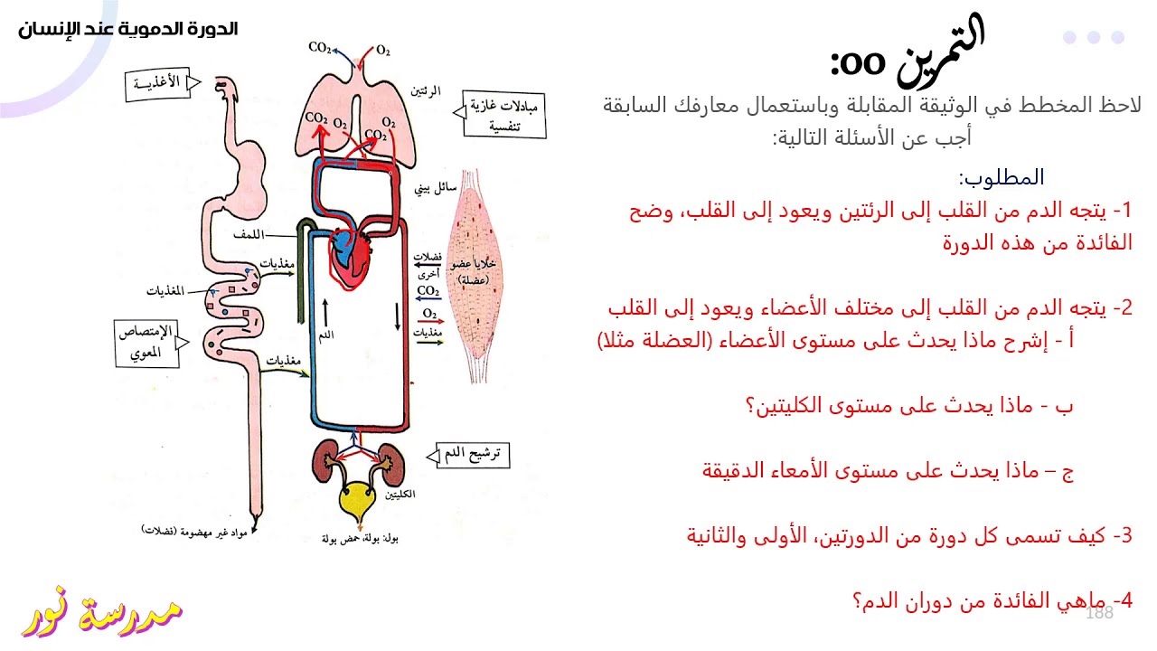 تمرين حول الدورة الدموية عند الإنسان علوم طبيعية سنة 04 متوسط