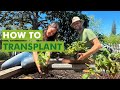 Free Seed Project: Transplanting into the Garden (Part 6)