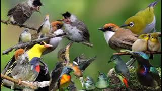 suara pikat burung kecil ribut. kombinasi burung kepodang