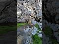 春満開 桜のトンネル