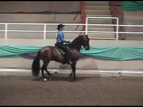 2004 Asheville Piedmont AO Performance Geldings class