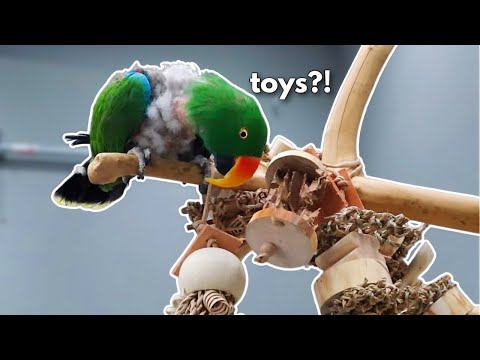 Teaching Plucked Birds to Play With Toys (How To Tutorial) | Ft Rusty The Eclectus Parrot