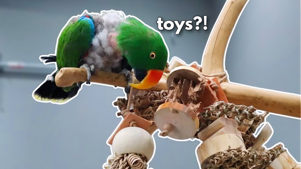 Plucked Birds To Play With Toys