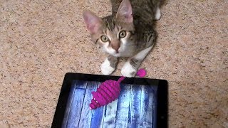 Cat And Mouse - Online Game - Play for Free