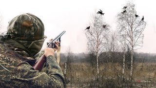 Охота на тетерева осенью, с подхода. Black grouse hunting